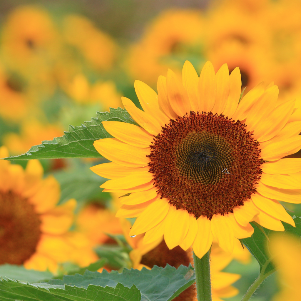 August Spiritual Classes Calendar Image